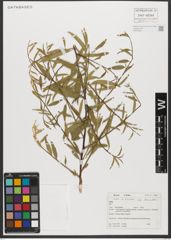 Foto von Salix triandra subsp. bornmuelleri (Hausskn.) A. K. Skvortsov